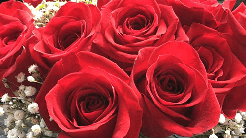 A Dozen Roses Add On Service at Boone's Lick Trail Inn of St Charles Mo